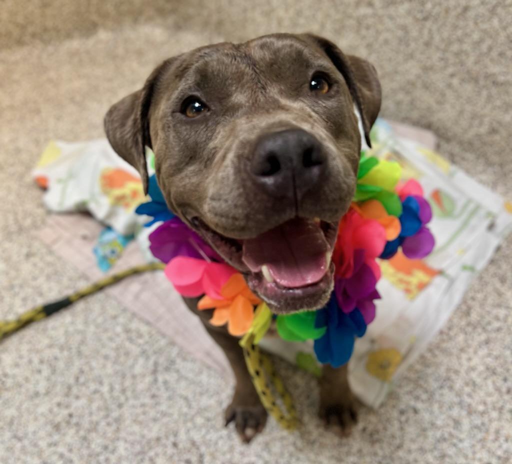 Kona, Adoptable, Adult Female Pit Bull Terrier & Chocolate Labrador Retriever.