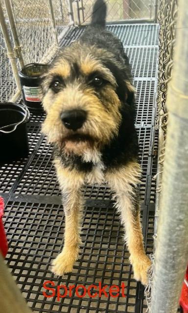 Enlarge Sprocket, a ADOPTABLE Terrier in Cairo, GA image 2/5