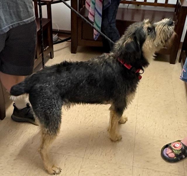 Enlarge Sprocket, a ADOPTABLE Terrier in Cairo, GA image 5/5