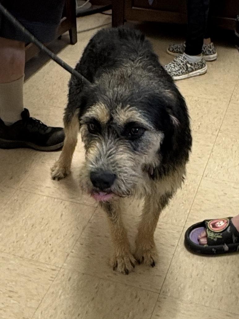 Enlarge Sprocket, a ADOPTABLE Terrier in Cairo, GA image 1/5
