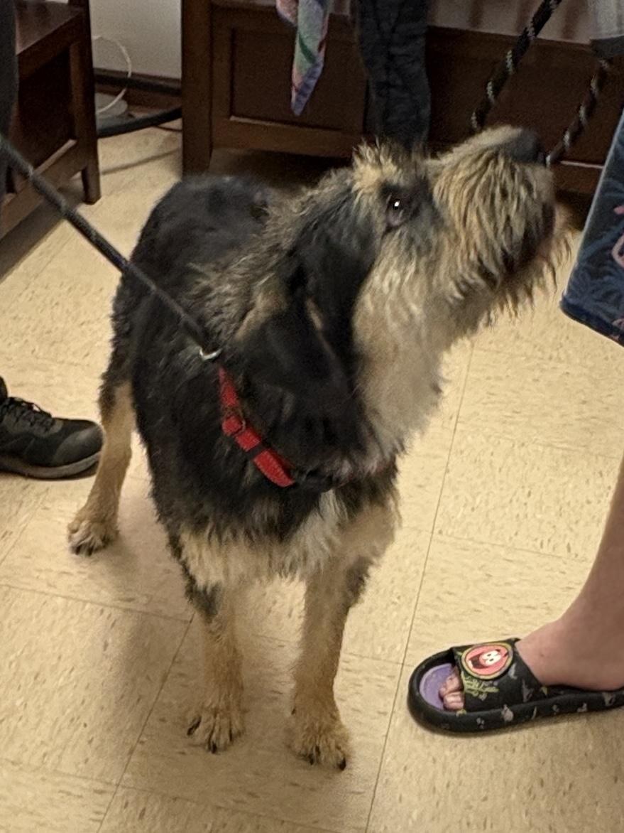 Enlarge Sprocket, a ADOPTABLE Terrier in Cairo, GA image 4/5
