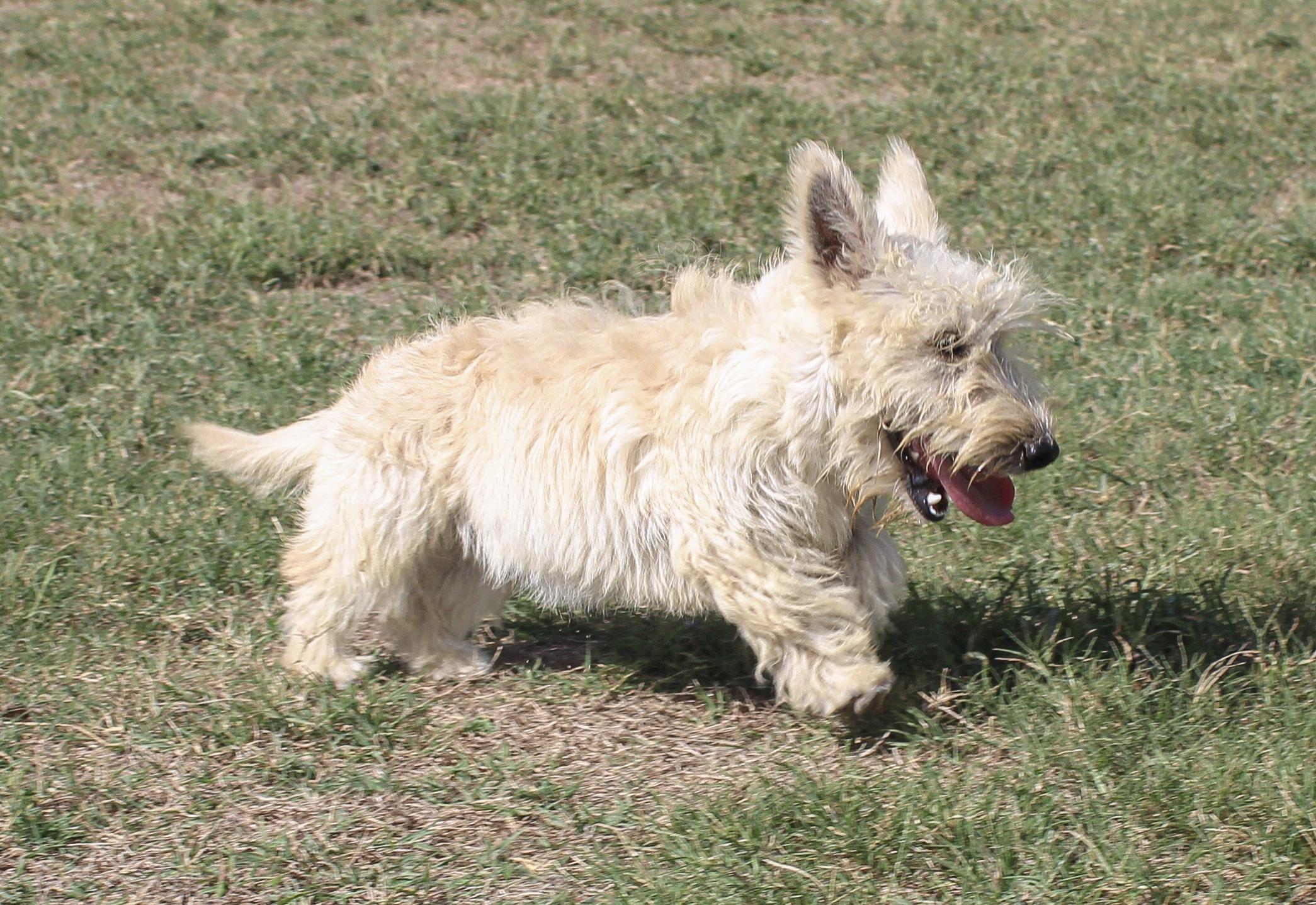 Enlarge Camille, a Adoptable Scottish Terrier in Neosho, MO image 2/3
