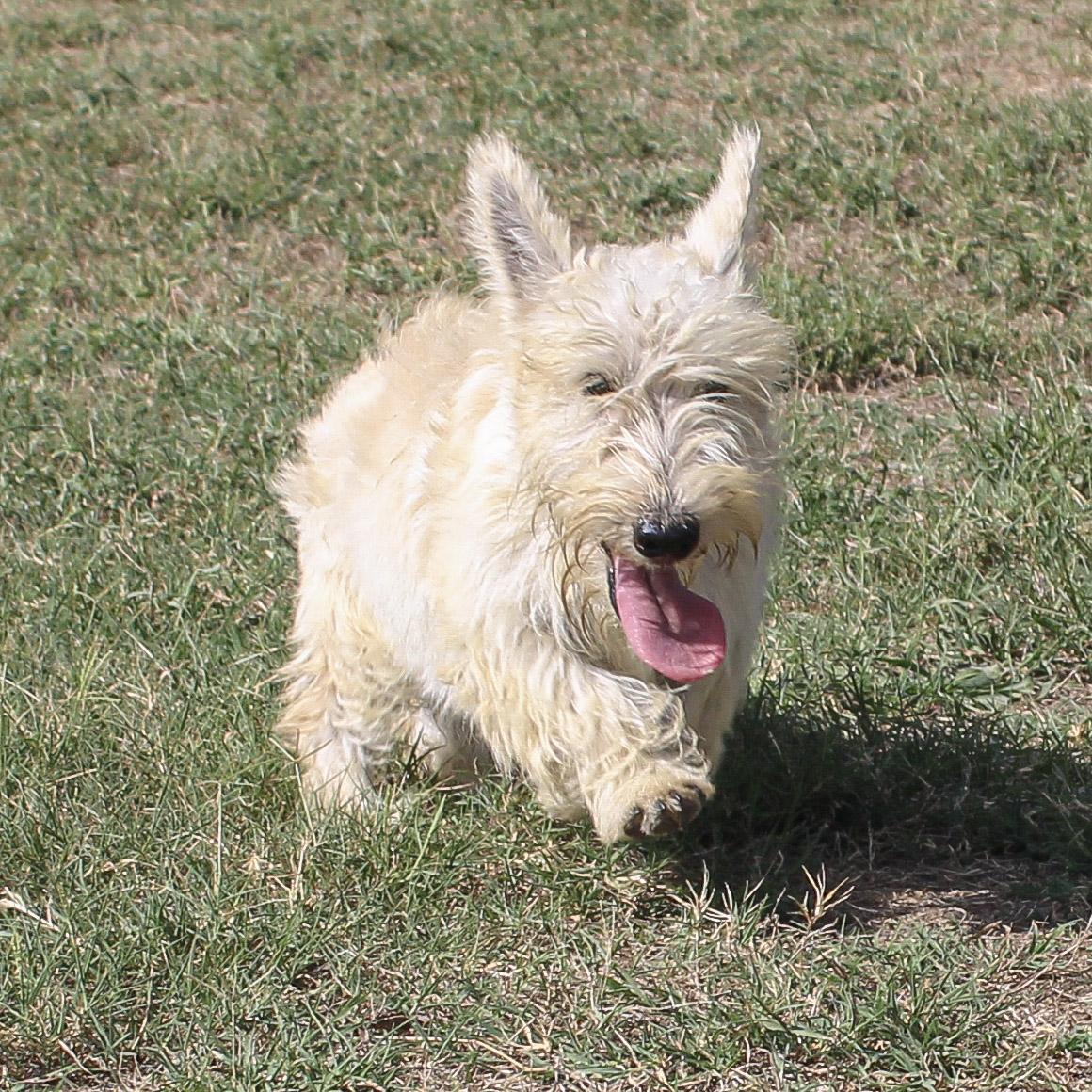 Enlarge Camille, a Adoptable Scottish Terrier in Neosho, MO image 1/3