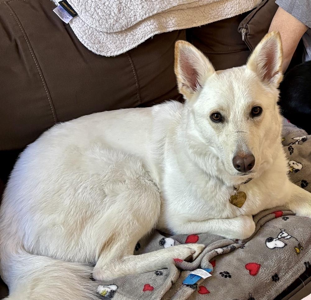 Kira, Adoptable, Young Female German Shepherd Dog.