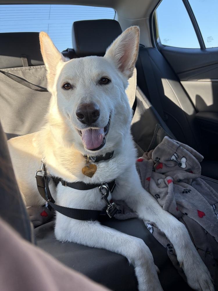 Enlarge Kira, a Adoptable mixed breed in Greenlawn, NY image 2/5