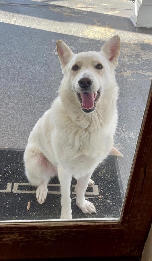 Enlarge Kira, a Adoptable mixed breed in Greenlawn, NY image 3/5