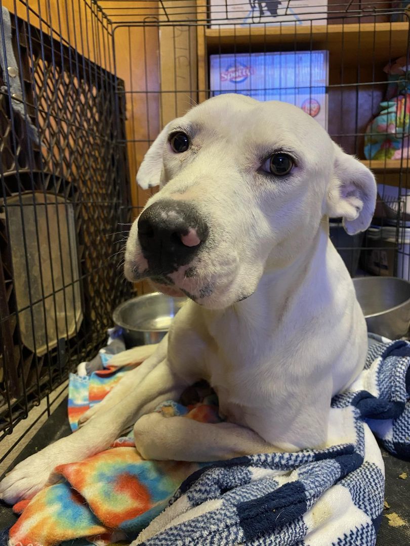 Casper, Adopted, Adult Male Pit Bull Terrier & Mixed Breed.
