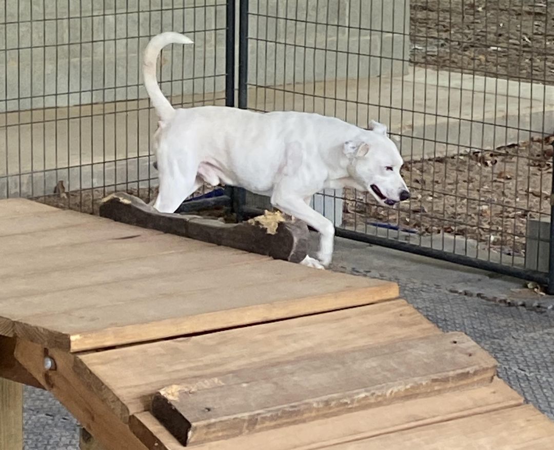 Casper, a Adopted mixed breed in Livingston, TX image 2/3