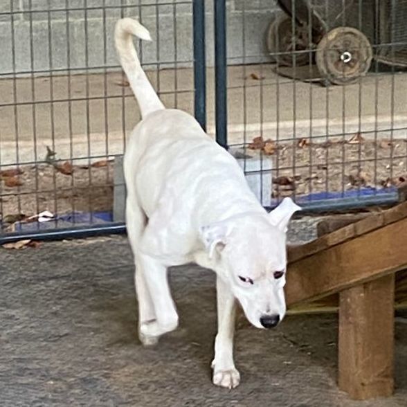 Casper, a Adopted mixed breed in Livingston, TX image 3/3