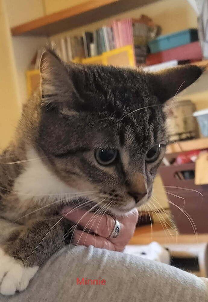 Minnie, Adoptable, Adult Female Domestic Short Hair.