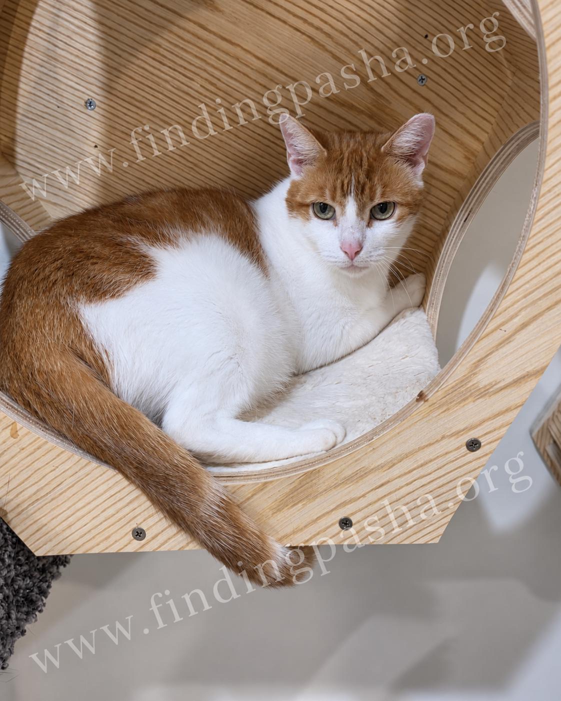 MONIQUE, Adoptable, Young Female Domestic Short Hair.