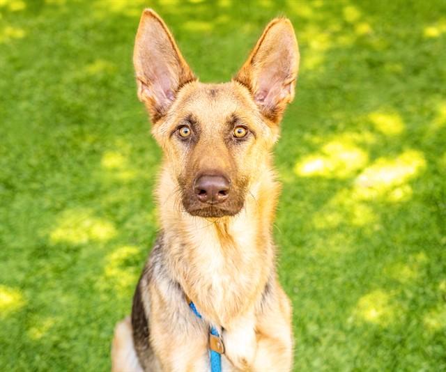 KEANU, Adoptable, Young Male German Shepherd Dog.