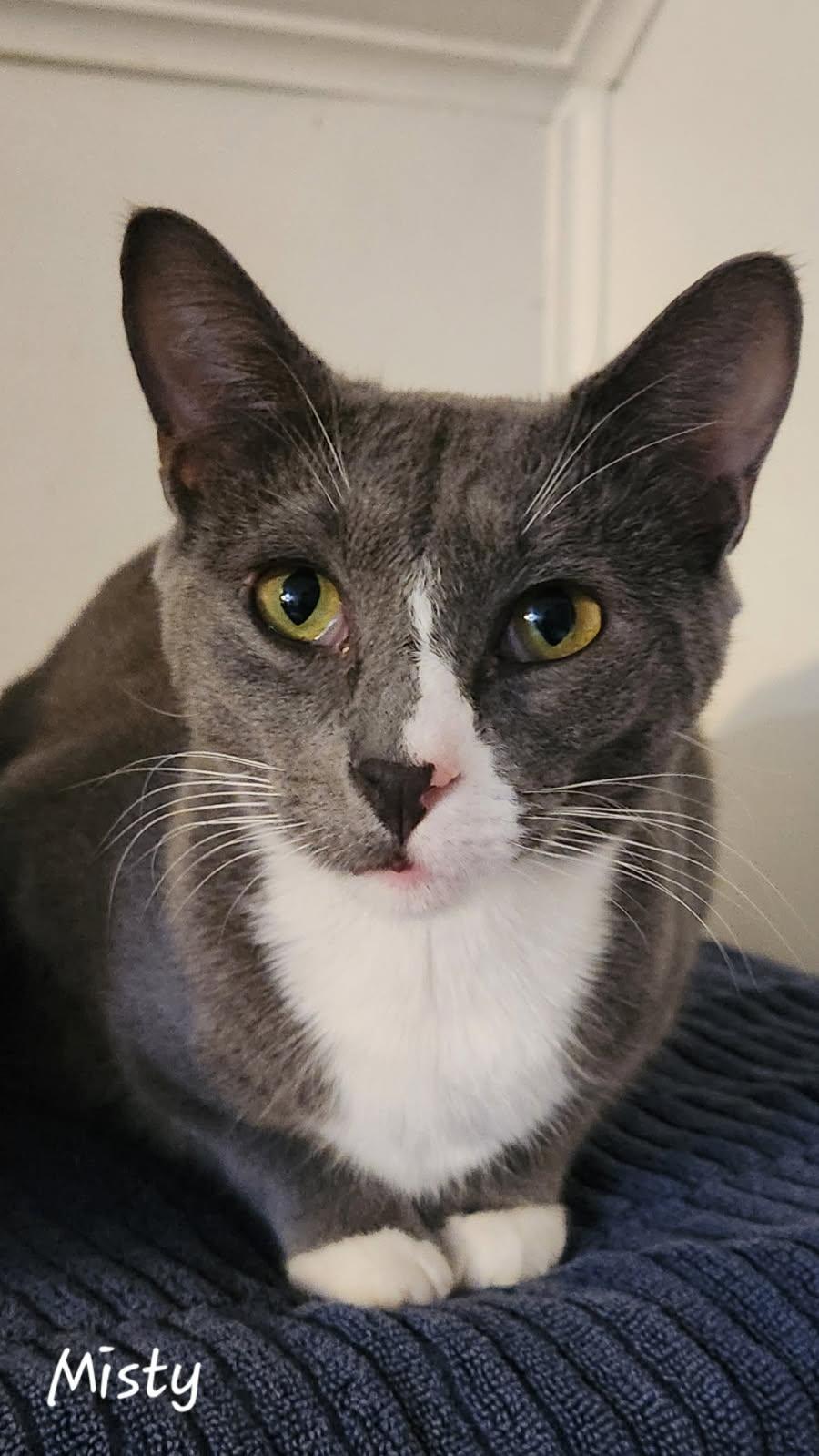 Misty & Rosie, an adoptable Siamese, Russian Blue in Chilliwack, BC, V2r 4s7 | Photo Image 2