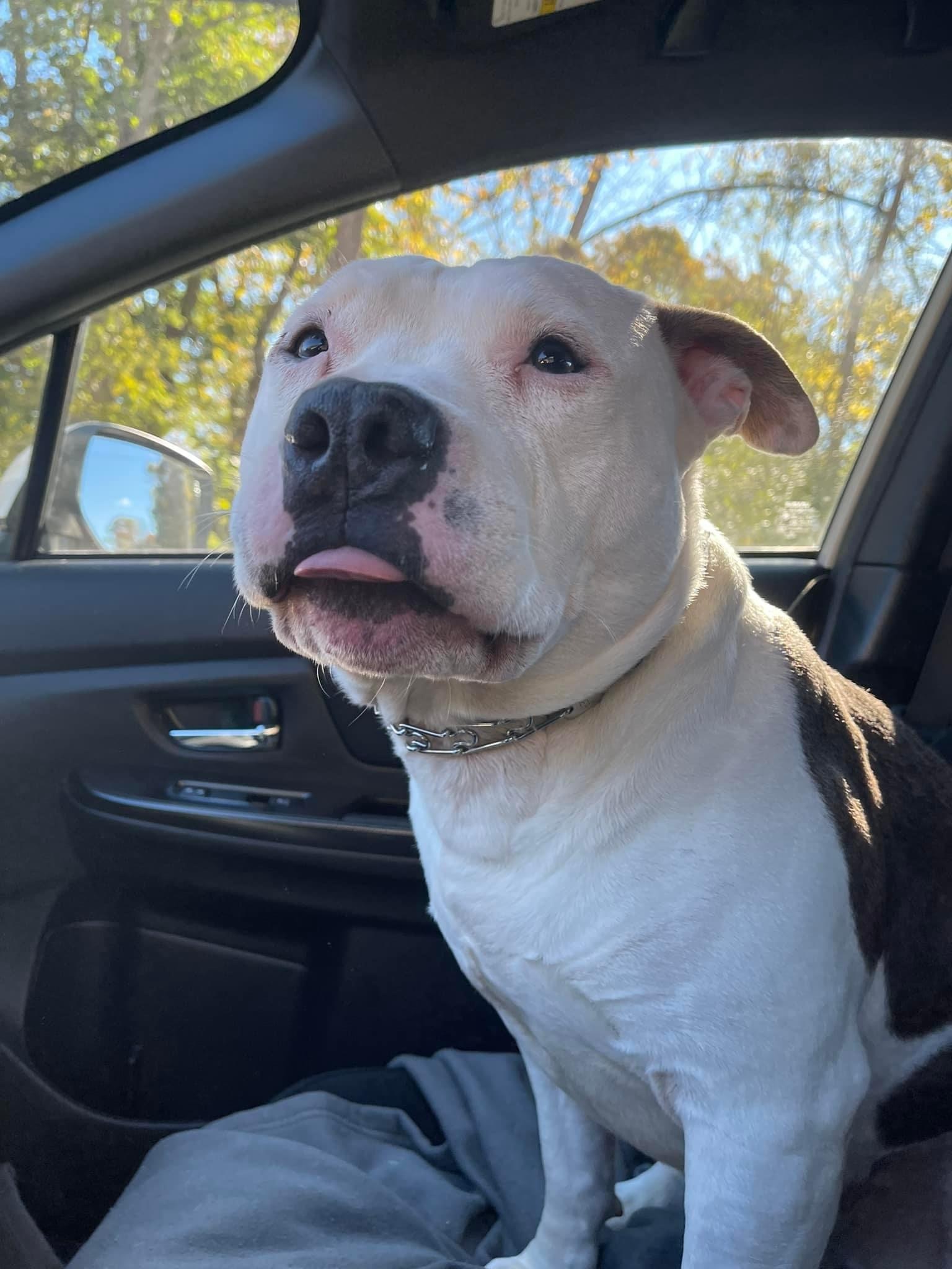 Ham, Adoptable, Adult Male Mixed Breed & Staffordshire Bull Terrier.