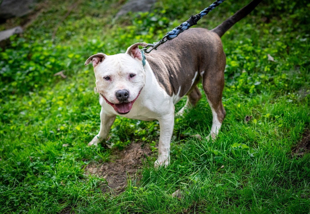 Ham, a Adoptable mixed breed in Bedford, NY image 3/16