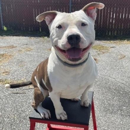 Ham, a Adoptable mixed breed in Bedford, NY image 4/16