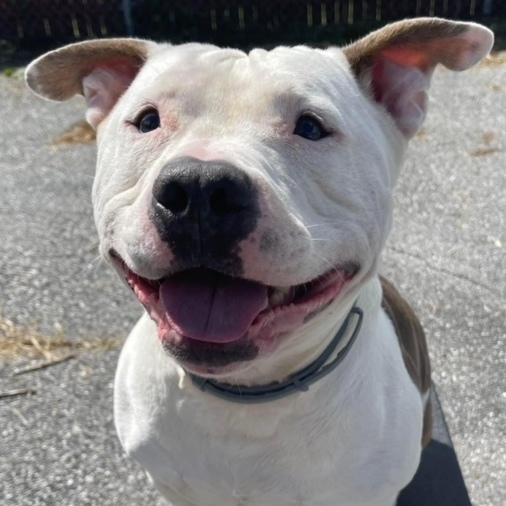 Ham, a Adoptable mixed breed in Bedford, NY image 5/16