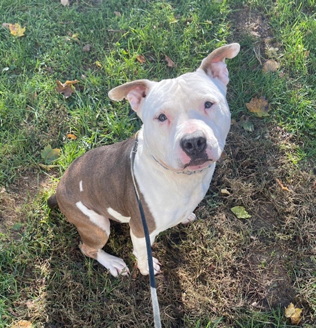 Ham, a Adoptable mixed breed in Bedford, NY image 6/16