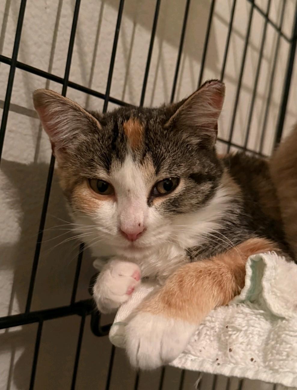 Enlarge Boo, a Adoptable Domestic Medium Hair in Reno, NV image 1/2