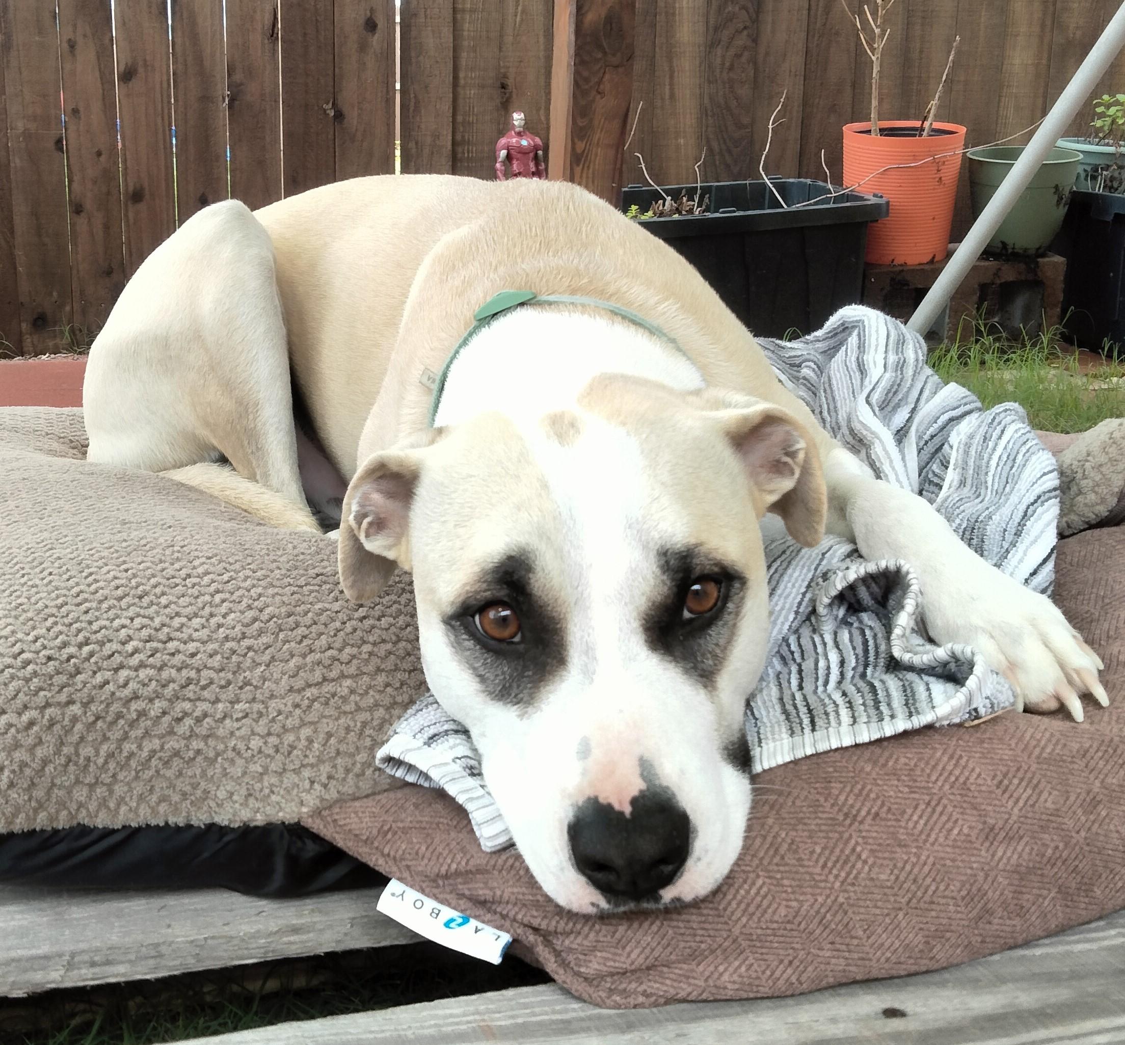 Enlarge Bruno, a Adoptable American Staffordshire Terrier in Denton, TX image 4/5