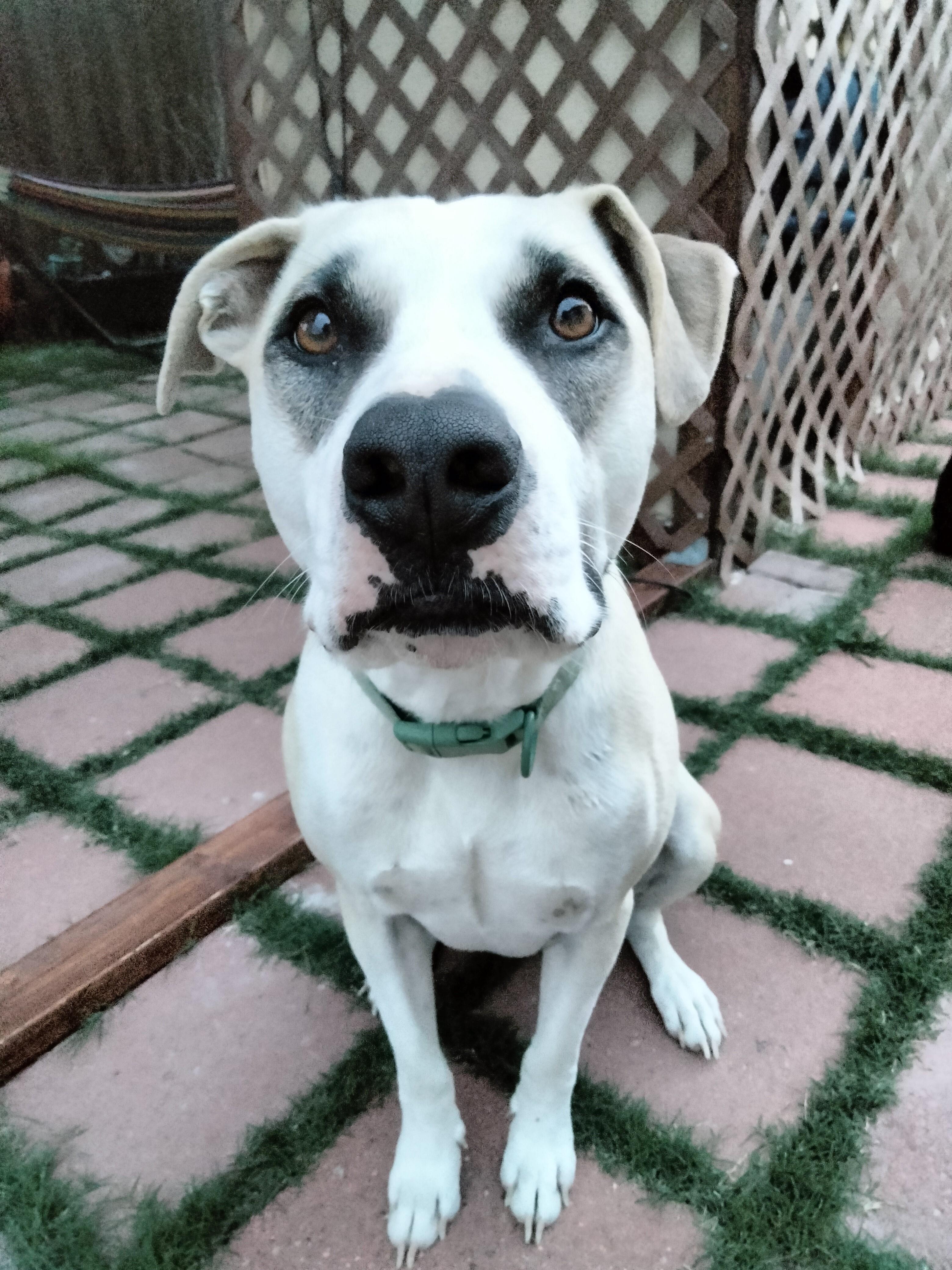 Enlarge Bruno, a Adoptable American Staffordshire Terrier in Denton, TX image 5/5