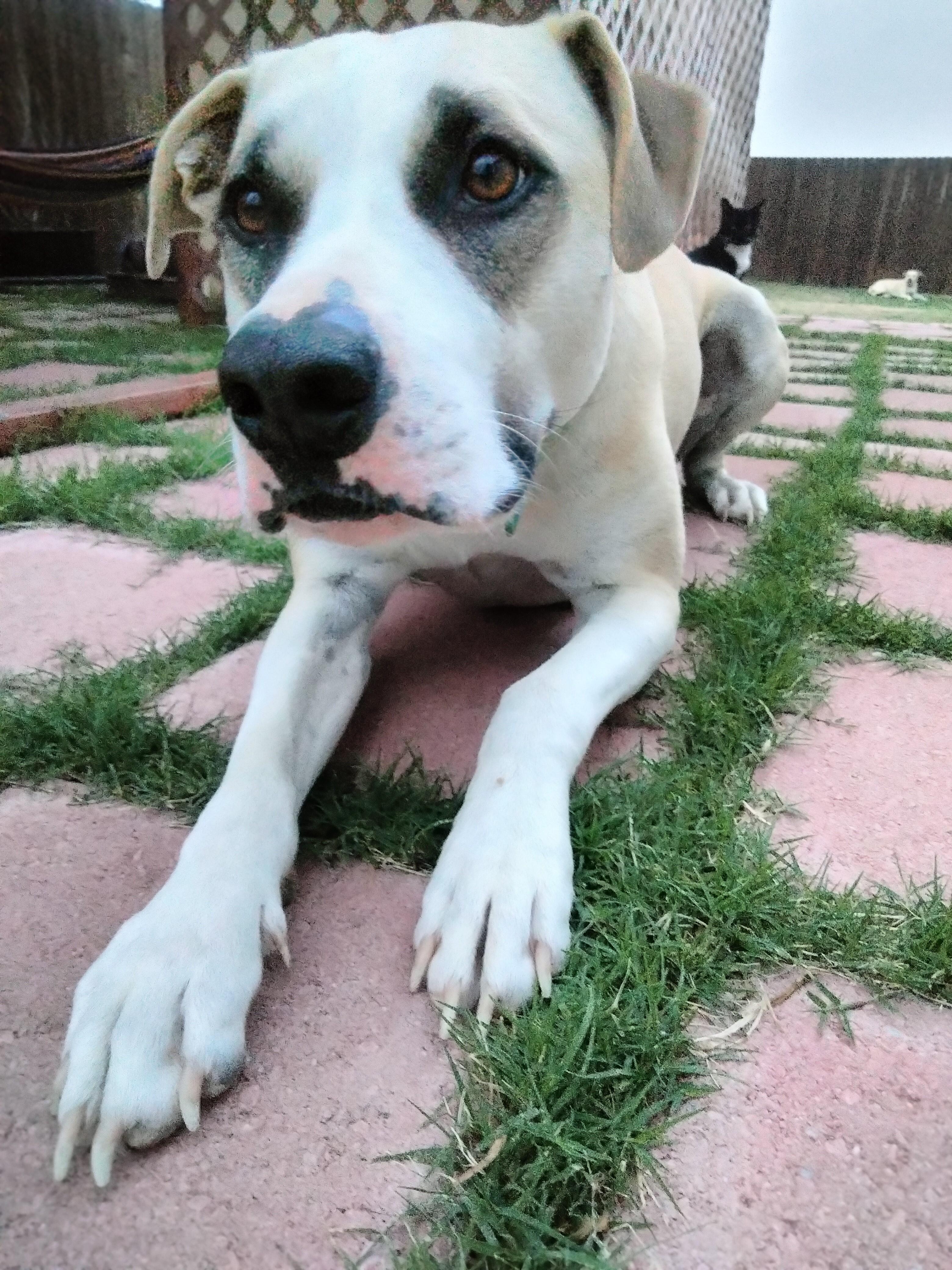 Enlarge Bruno, a Adoptable American Staffordshire Terrier in Denton, TX image 1/5