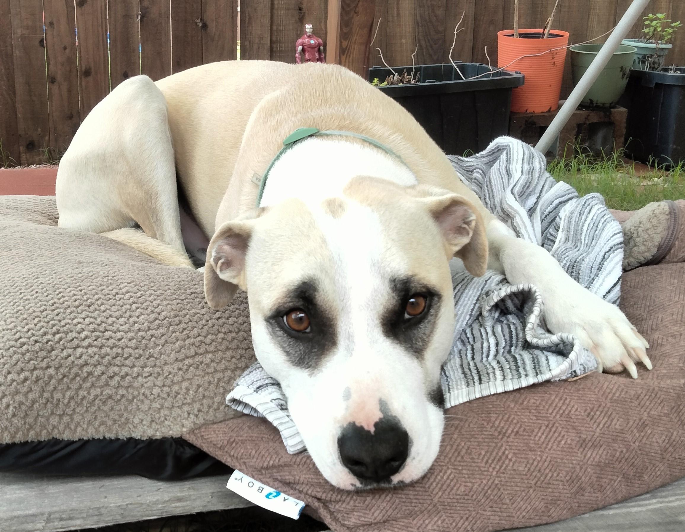 Enlarge Bruno, a Adoptable American Staffordshire Terrier in Denton, TX image 3/5