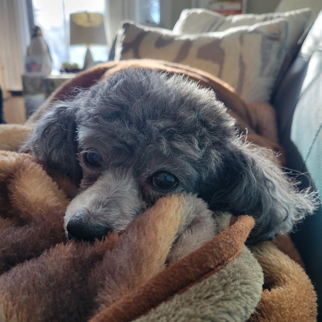Bijou, Adoptable, Senior Male Miniature Poodle.
