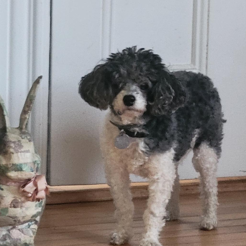 Enlarge Bijou, a Adoptable Miniature Poodle in Dover, NH image 2/6