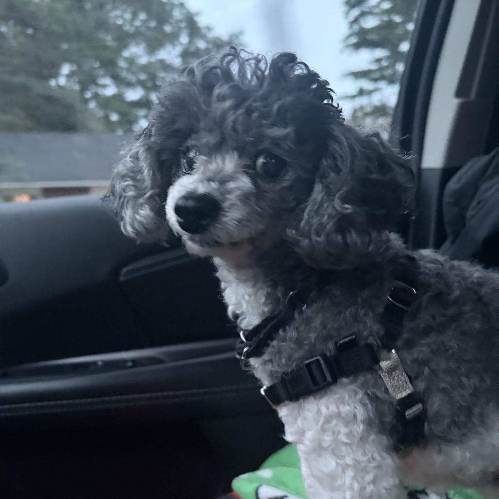 Enlarge Bijou, a Adoptable Miniature Poodle in Dover, NH image 3/6