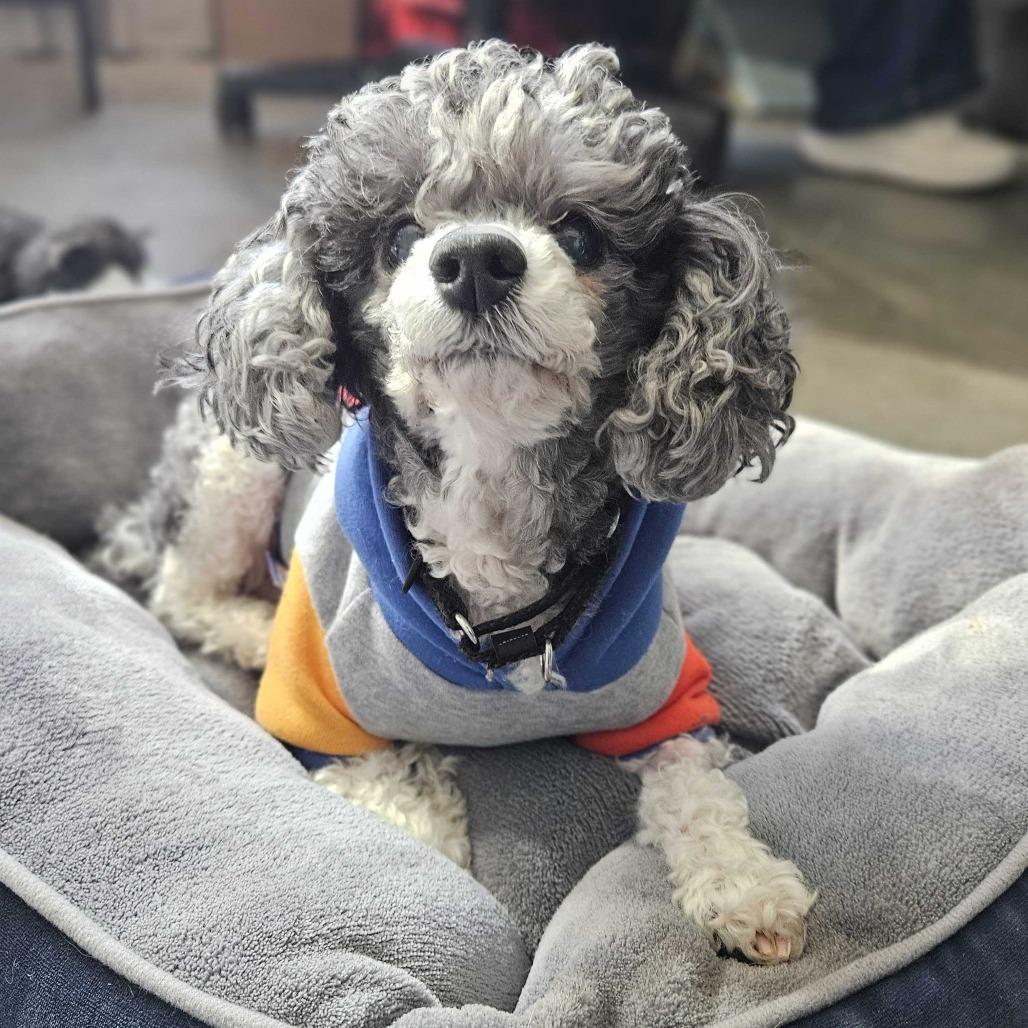 Enlarge Bijou, a Adoptable Miniature Poodle in Dover, NH image 4/6