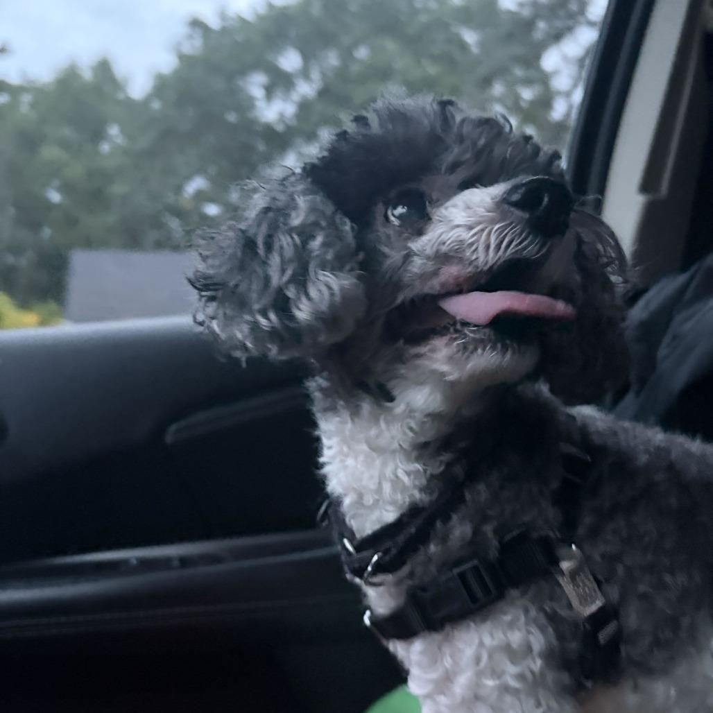 Enlarge Bijou, a Adoptable Miniature Poodle in Dover, NH image 5/6