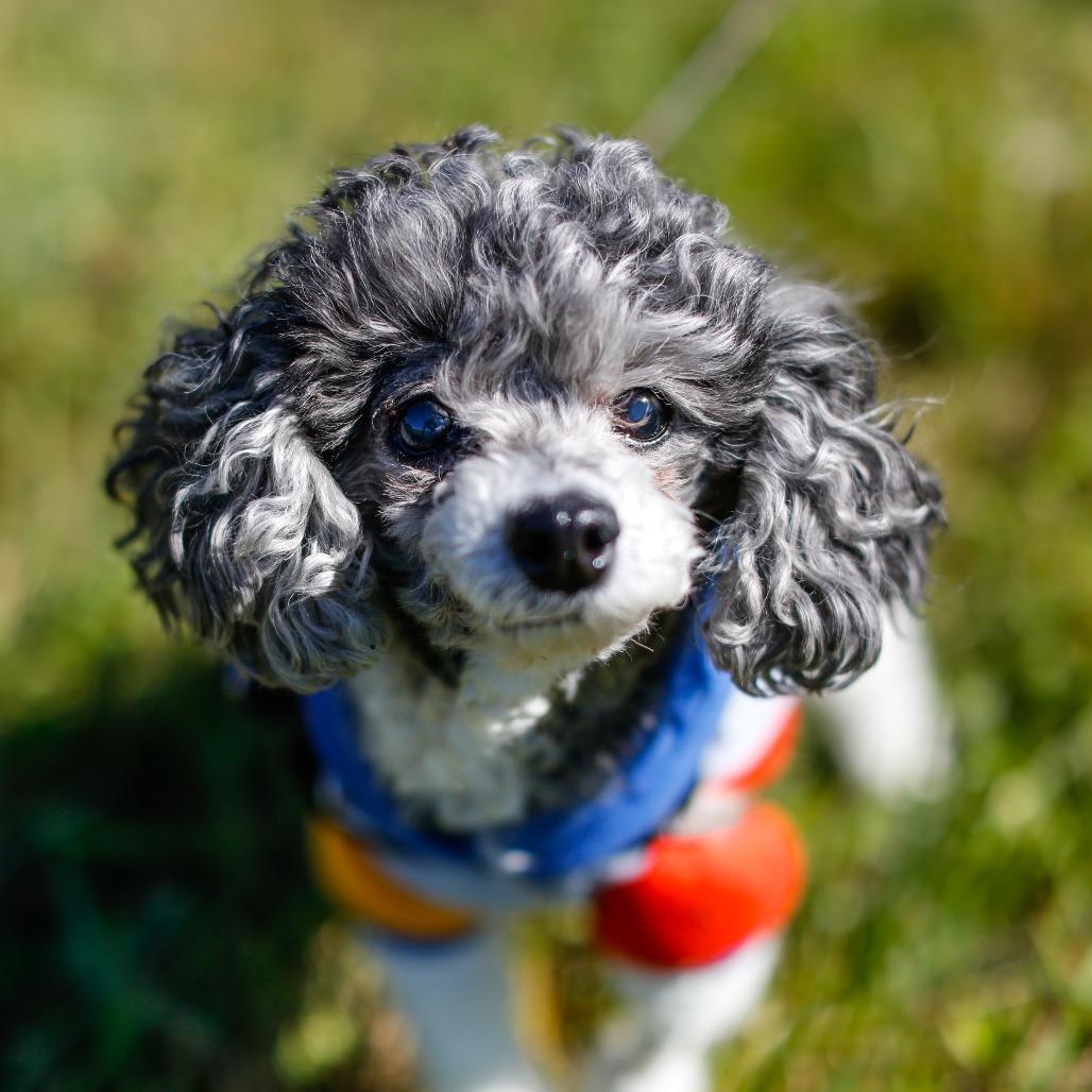 Enlarge Bijou, a Adoptable Miniature Poodle in Dover, NH image 6/6