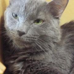 Smokey, Young Male Domestic Short Hair