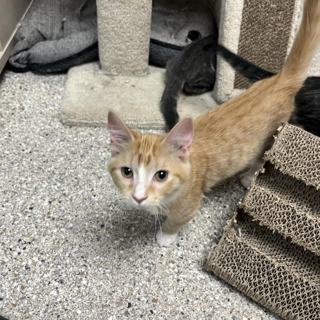 Enlarge Chasm, a Adoptable Domestic Short Hair in Detroit Lakes, MN image 1/2