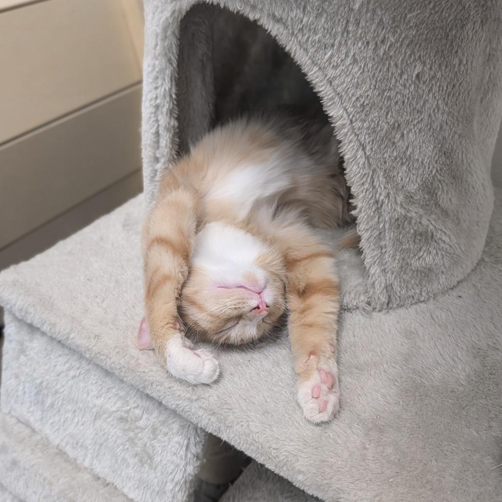 Enlarge Chasm, a Adoptable Domestic Short Hair in Detroit Lakes, MN image 2/2