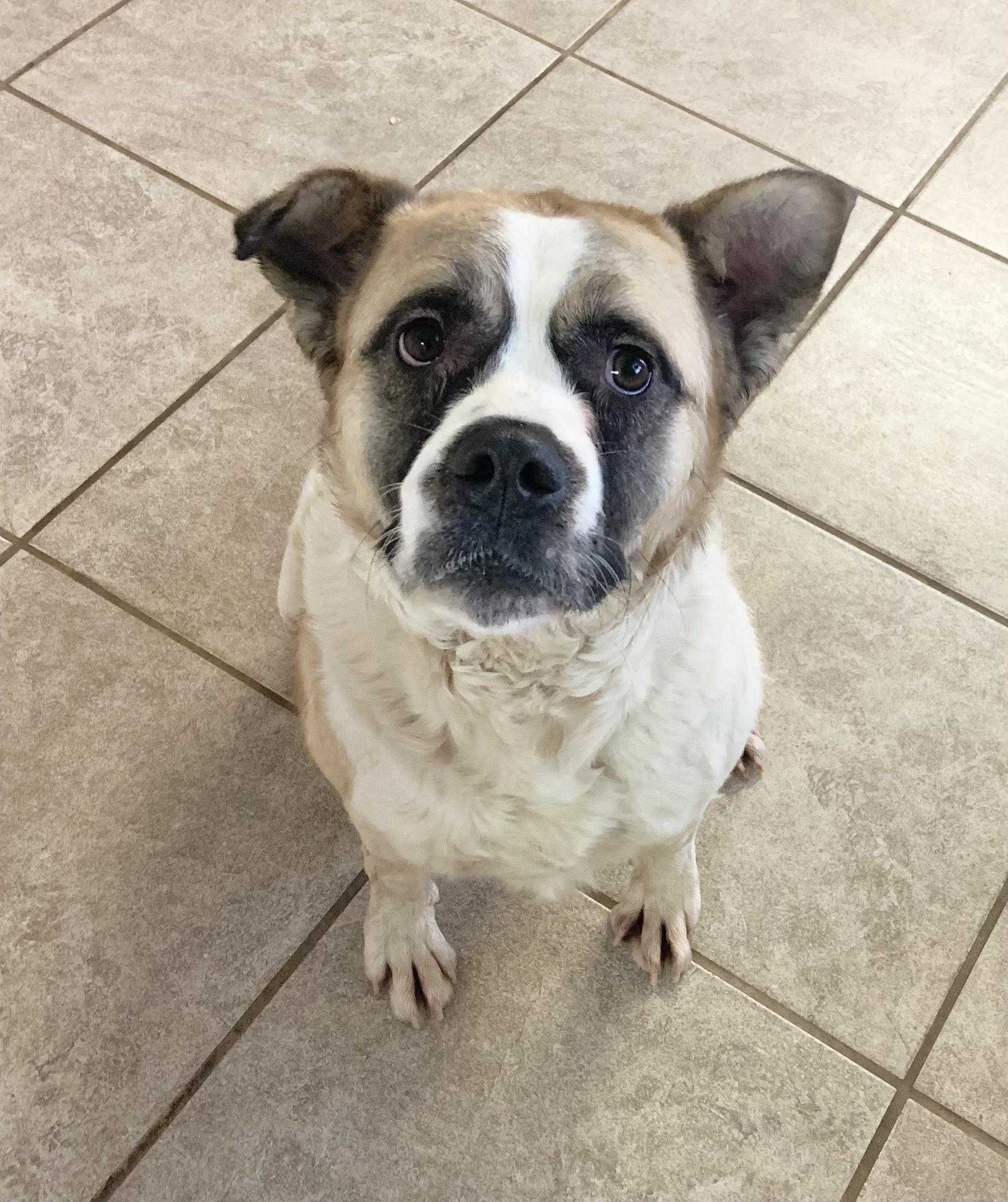 Hank, ADOPTABLE, Adult Male Pit Bull Terrier.