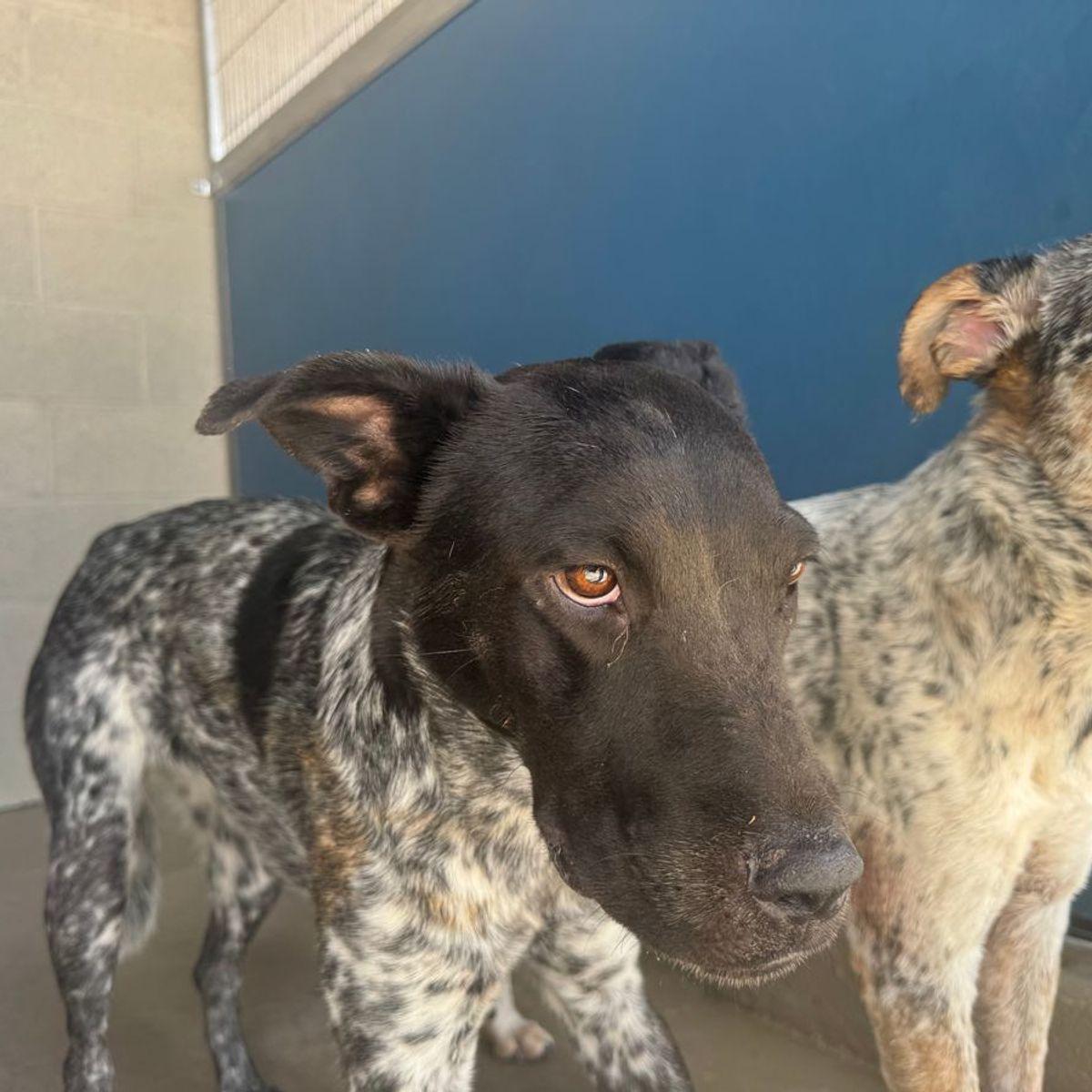 Enlarge Dylan, a Adoptable Cattle Dog in Kingman, AZ image 1/1