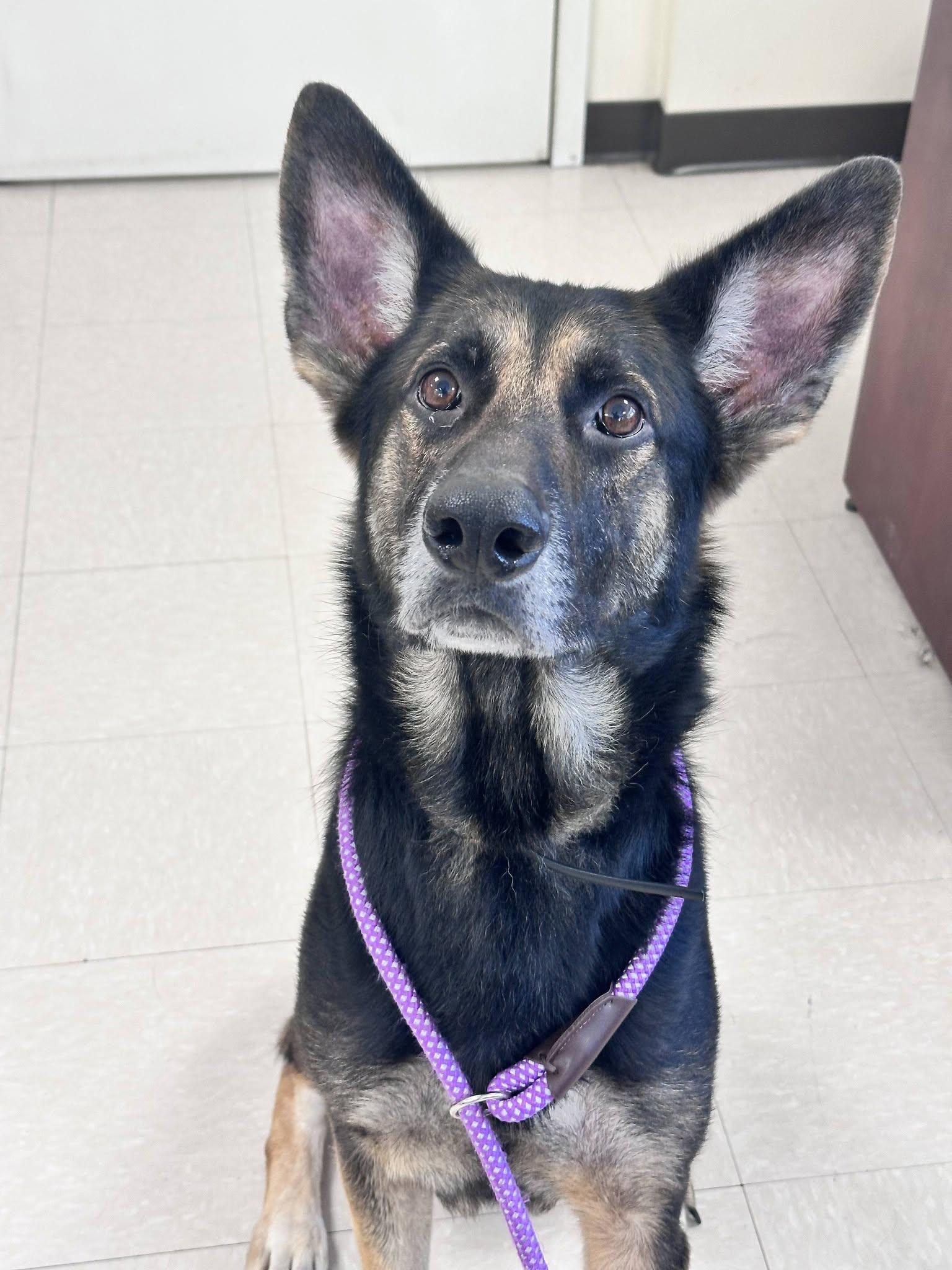Enlarge Zion, a Adoptable German Shepherd Dog in Clayton, NJ image 1/2