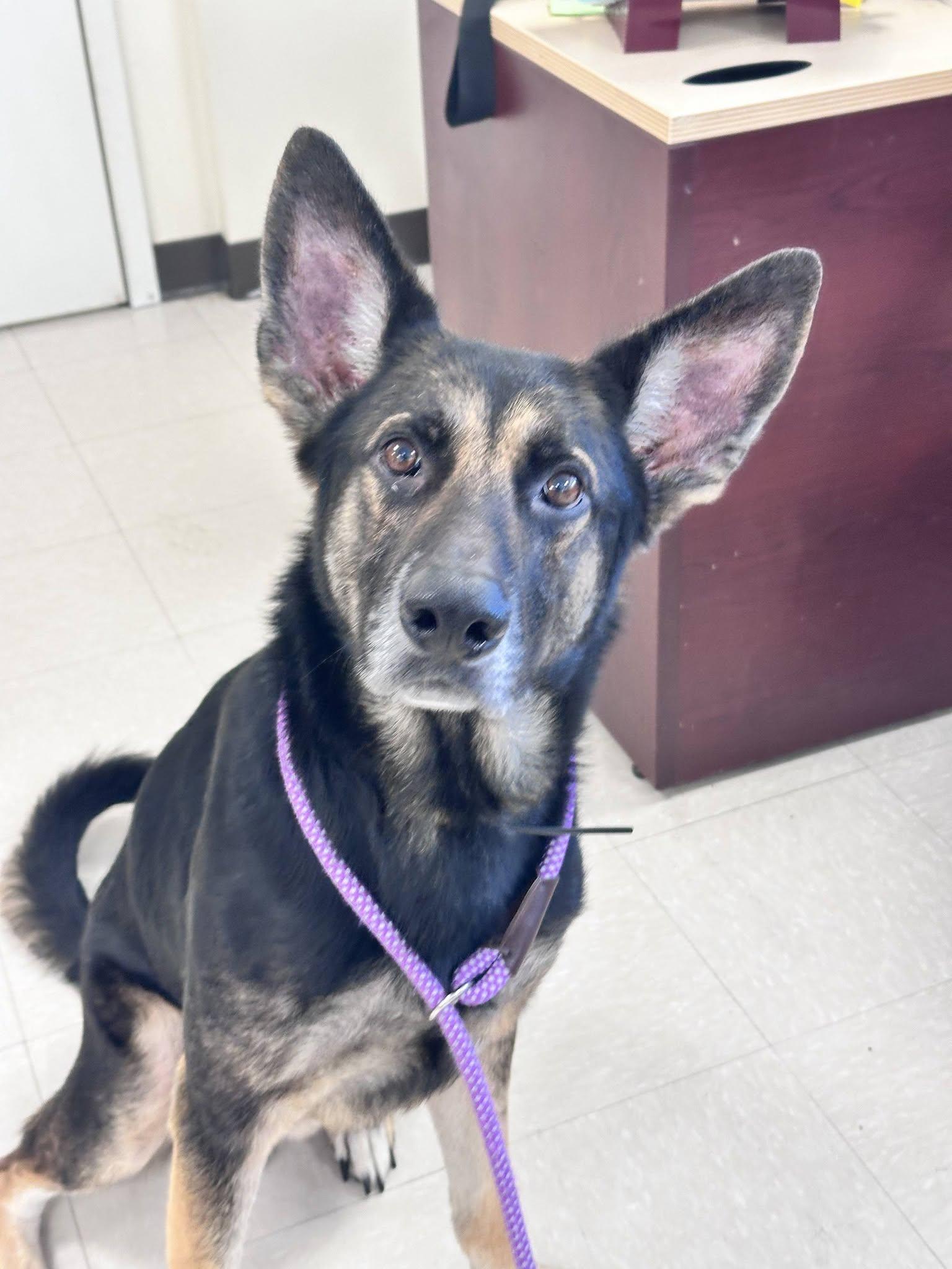 Enlarge Zion, a Adoptable German Shepherd Dog in Clayton, NJ image 2/2