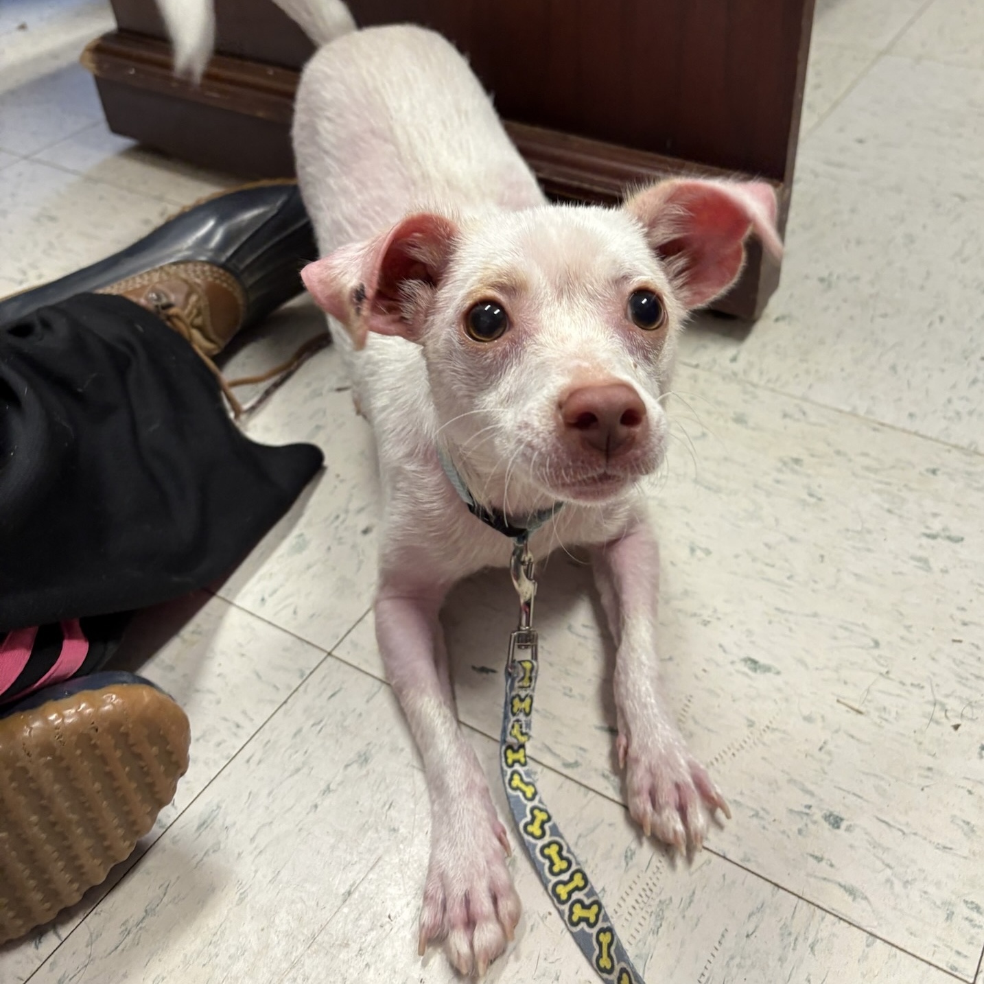 Dog for adoption Rotini, a Chihuahua in Maysville, KY Petfinder