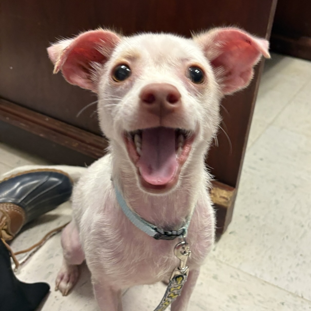 Dog for adoption Rotini, a Chihuahua in Maysville, KY Petfinder