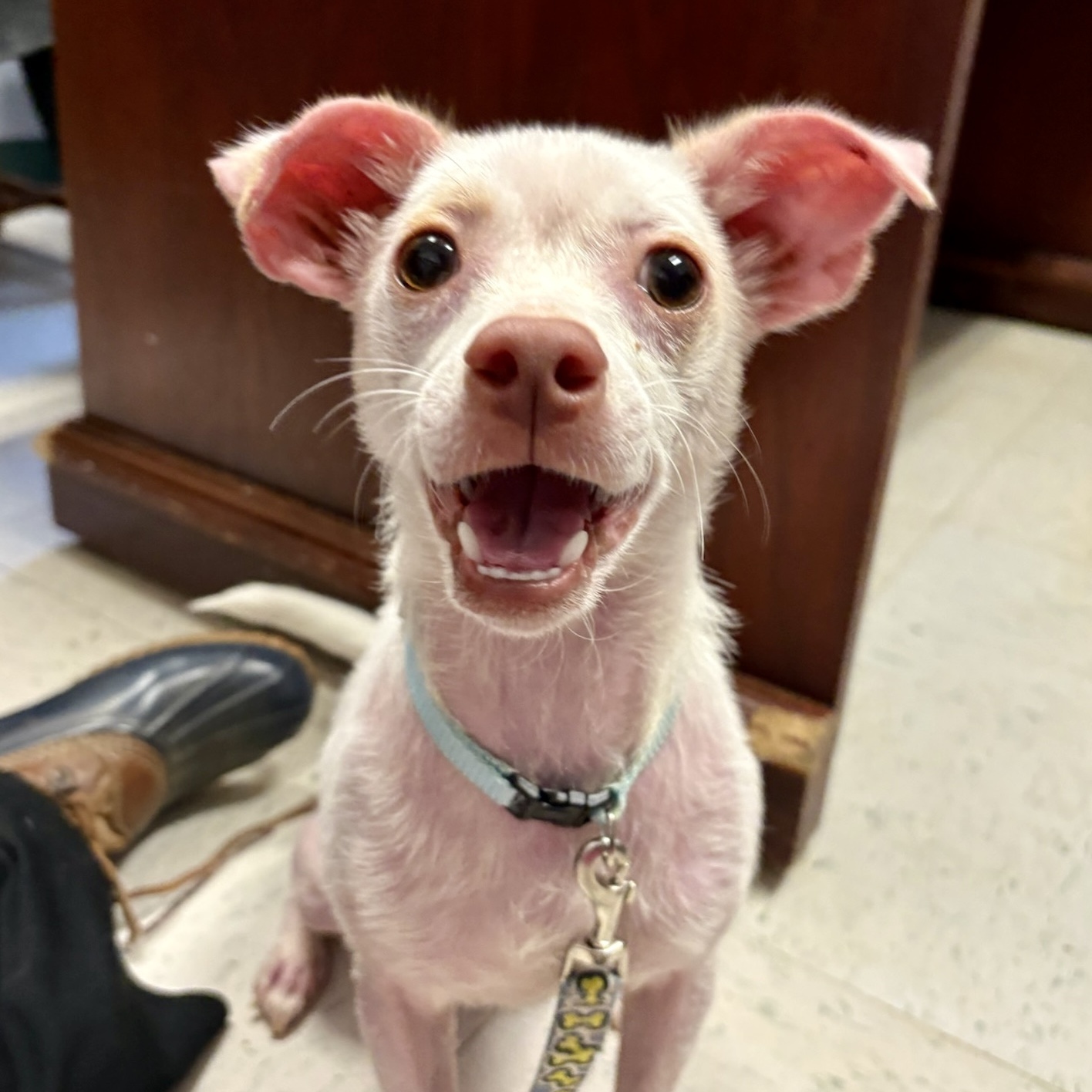 Dog for adoption Rotini, a Chihuahua in Maysville, KY Petfinder