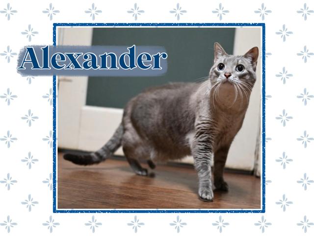 Alexander, adopted, Adult Male Domestic Short Hair.