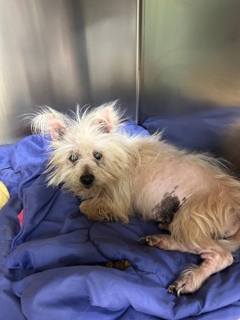 Enlarge Craig, a Adopted Terrier in Mineral, VA image 1/1