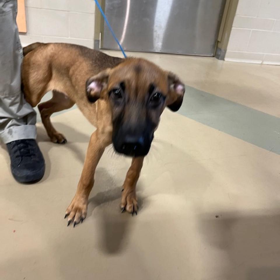 Kobe, Adoptable, Adult Male Shepherd.