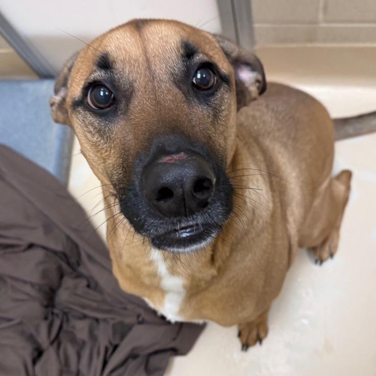 Enlarge Kobe, a Adoptable Shepherd in Winston-Salem, NC image 2/3