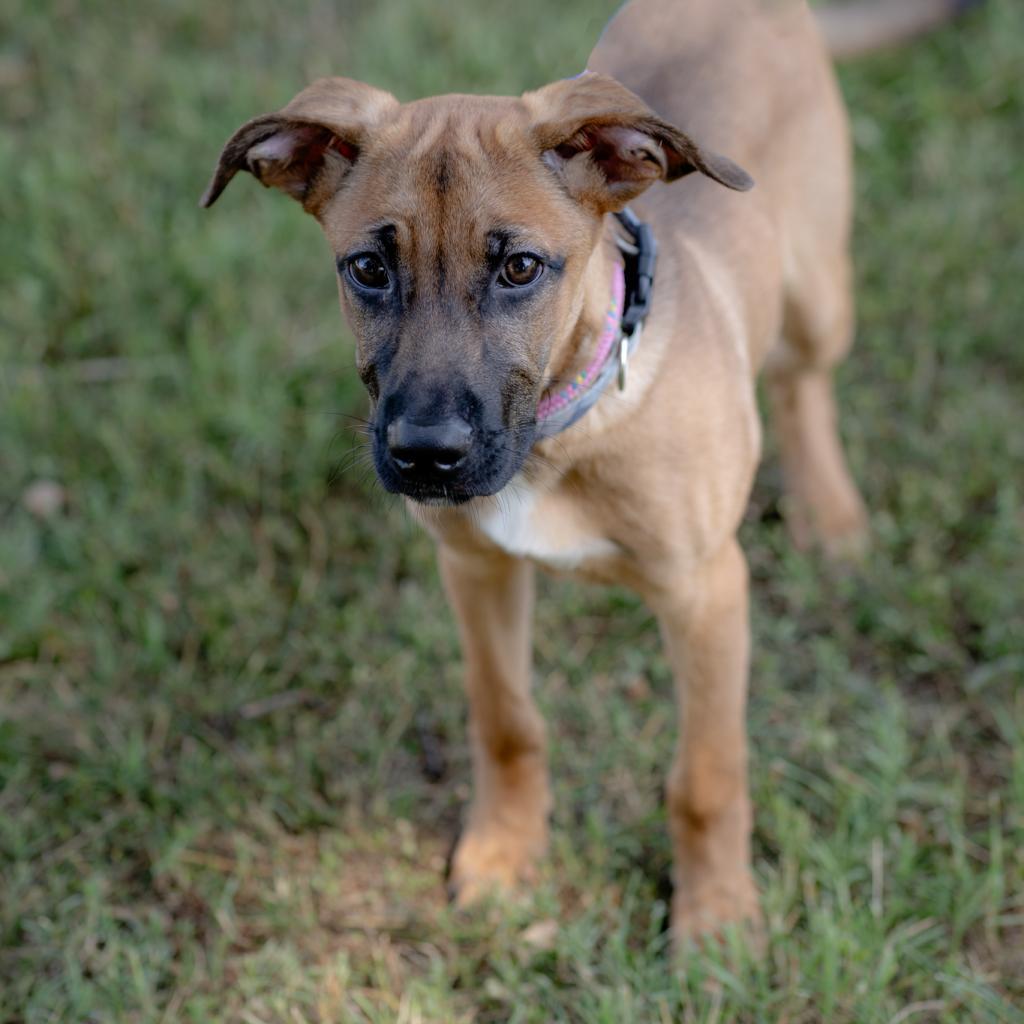 Enlarge Kobe, a Adoptable Shepherd in Winston-Salem, NC image 3/3
