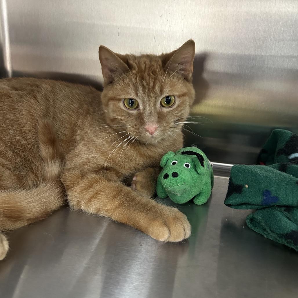 Enlarge KerPlunk, a Adoptable Domestic Short Hair in Detroit Lakes, MN image 1/5