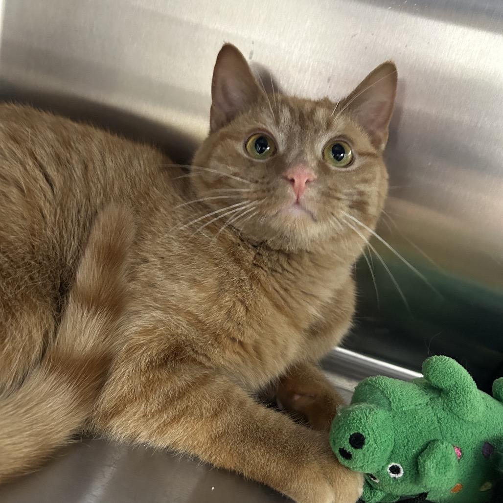 Enlarge KerPlunk, a Adoptable Domestic Short Hair in Detroit Lakes, MN image 2/5